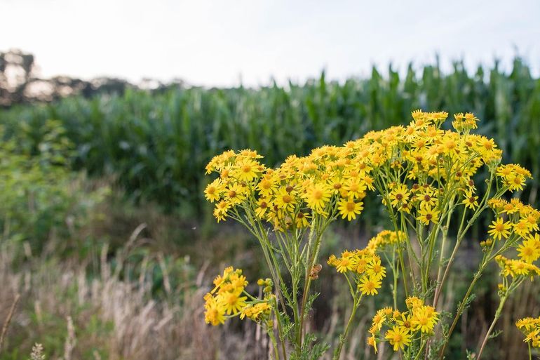 Biodiversiteitsvriendelijke verdienmodellen dragen bij aan een gezondere leefomgeving, verbeterde waterkwaliteit en een rijkere biodiversiteit