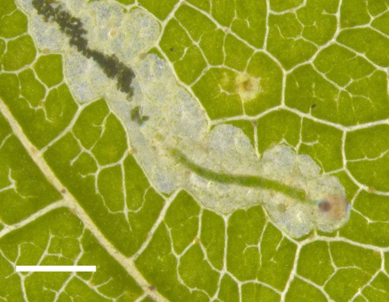 Rups in bladmijn, schaalbalk 1 millimeter