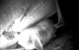 Screenshot webcam kolonie meervleermuizen Natuurmonumenten