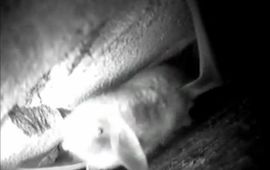 Natuurmonumenten Screenshot webcam kolonie meervleermuizen Natuurmonumenten