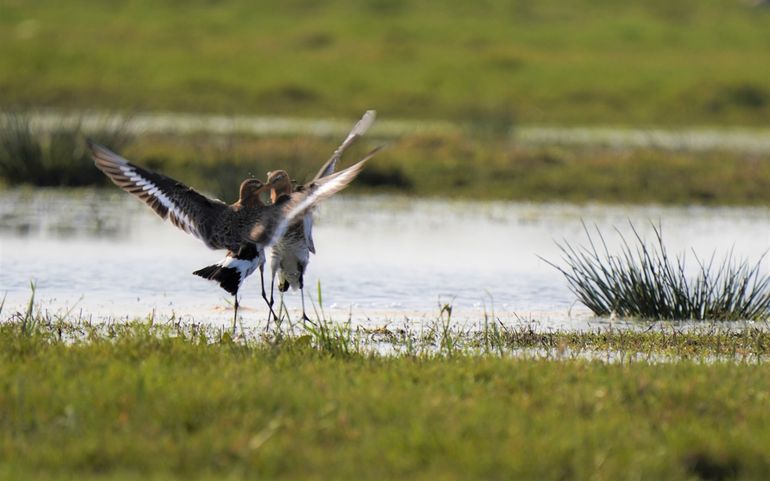 Twee grutto's in plas-dras