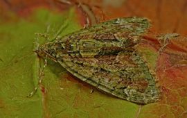 Chloroclysta siterata. Papegaaitje