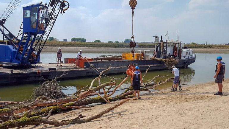 Plaatsing van rivierhout in de Spiegelwaal