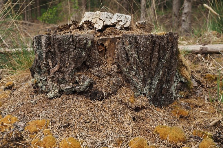 Nest van stronkmier