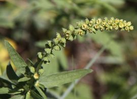 Ambrosia psilostachya, Zandambrosia,