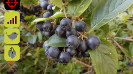 Appelbes Banner
