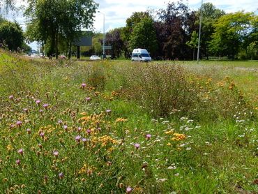 In bermen en groenstroken zijn er enorme kansen voor versterking van de biodiversiteit