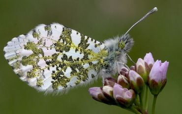 Oranjetipje op pinksterbloem