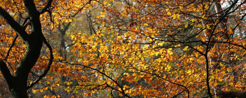 herfstkleuren beuk - primair