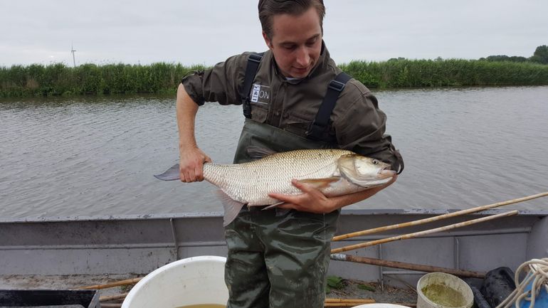 De gevangen roofblei van 84 centimeter