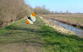 Vlinderen op Klompenpaden - primair