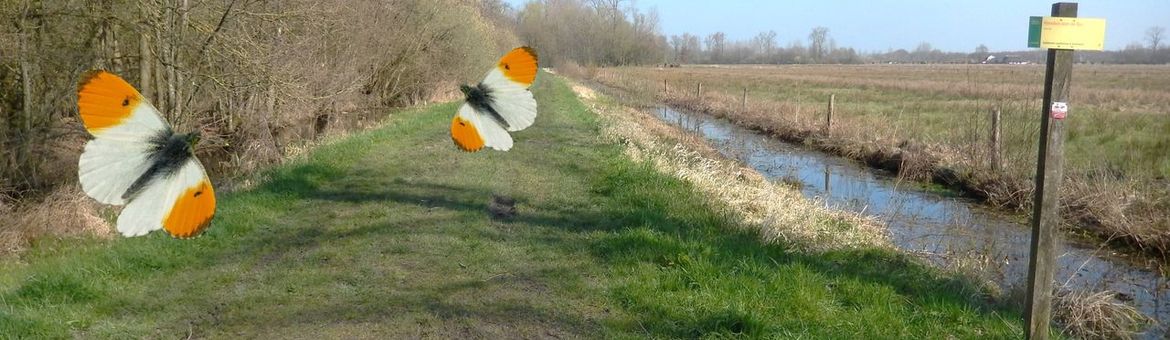 Vlinderen op Klompenpaden - primair