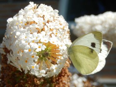 Ook het scheefbloemwitje kun je te zien krijgen op je op vlinderstruik