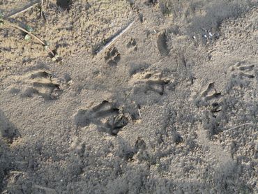 Sporen van een bever