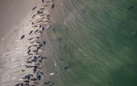 Grijze zeehonden in de Waddenzee