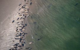 Jeroen Hoekendijk (NIOZ) Grijze zeehonden in de Waddenzee