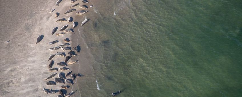 Grijze zeehonden in de Waddenzee