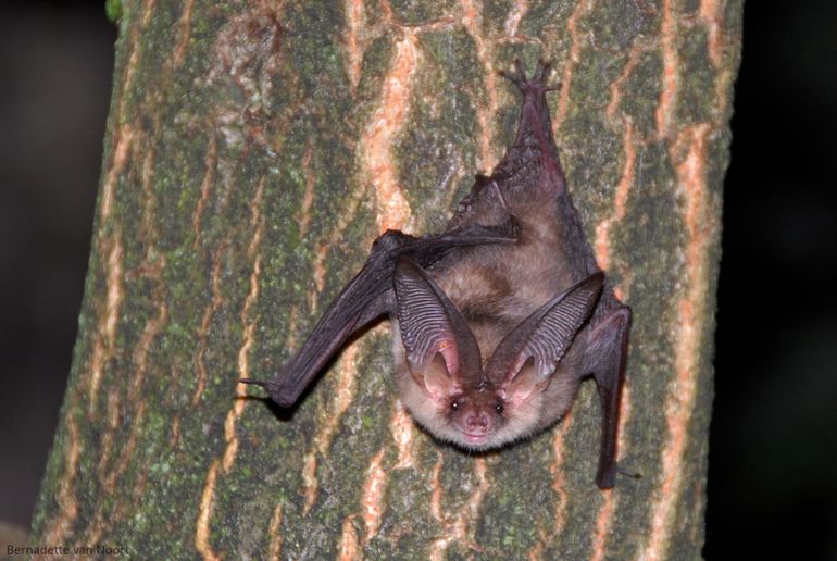 De gewone grootoorvleermuis jaagt ook in tuinen op nachtvlinders, muggen en kevers