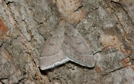 Peter Gergely, Saxifraga meidoornspanner
