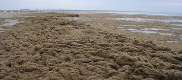 Op Groene stranden vormen aangespoelde organismen uit zee (hier hydropoliepen) een belangrijke schakel in natuurlijke ontwikkelingen