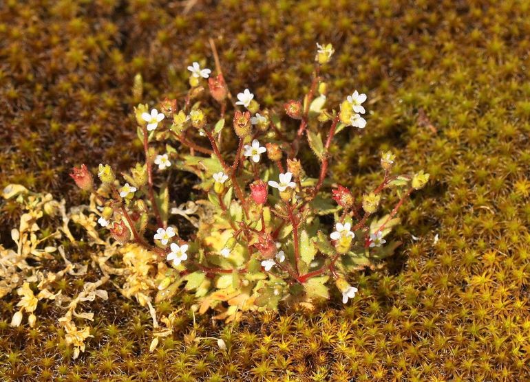 Kandelaartje is in de duinen vaak samen met het mos duinsterretje te vinden