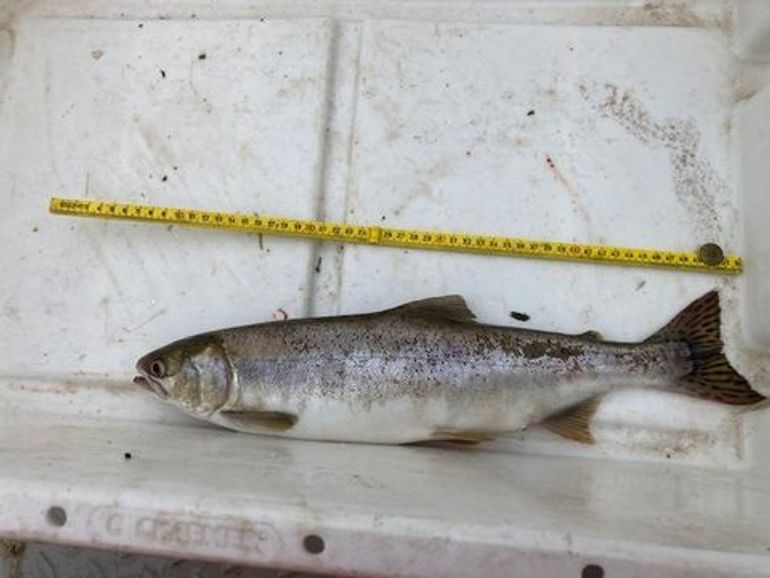 Een door een fuikenvisser gevangen bultrugzalm bij de Haringvlietsluizen. Tijdens de oceaanfase van deze soort is hij lastig te onderscheiden van de Atlantische zalm (Salmo salar) of de zeeforel (Salmo trutta). Een opvallend verschil zijn de langgerekte ovale vlekken, op zowel de boven- als de onderkant van de staart van de bultrugzalm, die ontbreken bij de inheemse salmoniden (zoals zalm en zeeforel)