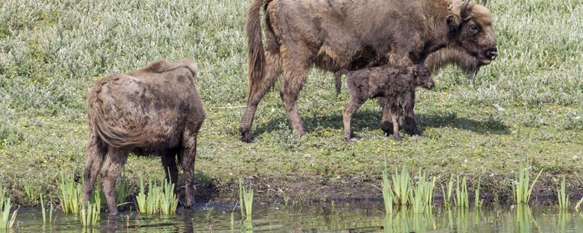 Eerste wisentkalf van 2014 in het Kraansvlak
VOOR EENMALIG GEBRUIK