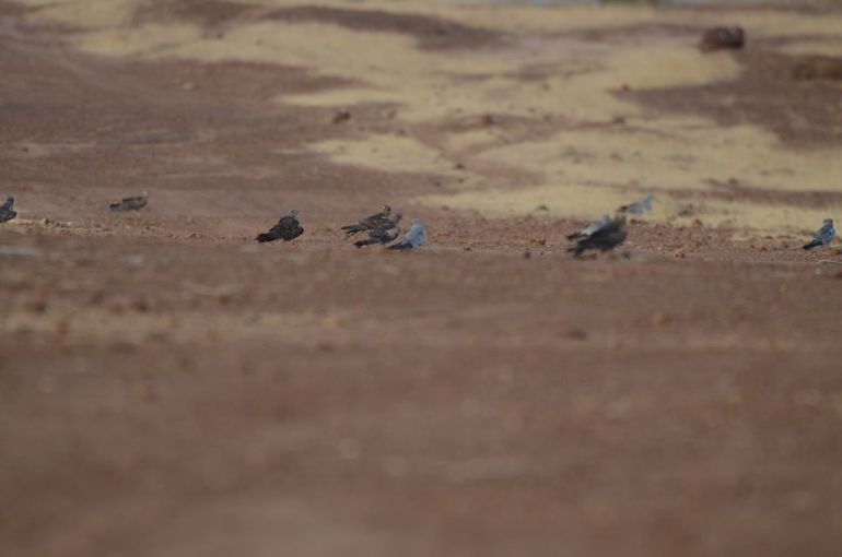 Grauwe kiekendieven op een voorverzamelplaats ergens in Senegal (januari 2016). Voorverzamelen is een belangrijk onderdeel van het opbouwen van aantallen vogels op slaapplaatsen en zou meer aandacht verdienen tijdens veldwerk. Op deze locaties kwamen iedere avond zo’n 150 tot 200 vogels bij elkaar alvorens af te vliegen naar een slaapplaats circa vier kilometer verderop
