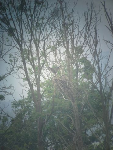 Visarend in de Biesbosch bij nest met jongen