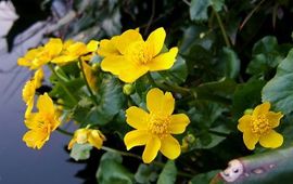Wildfeuer Gewone dotterbloem
