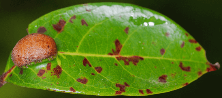 Een gal van een Nieuw-Caledonische mot in de plant Glochidion billardierei