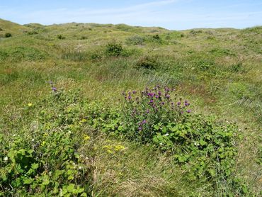 Eierlandse Duinen Texel – een van de leefgebieden van de grote parelmoervlinder