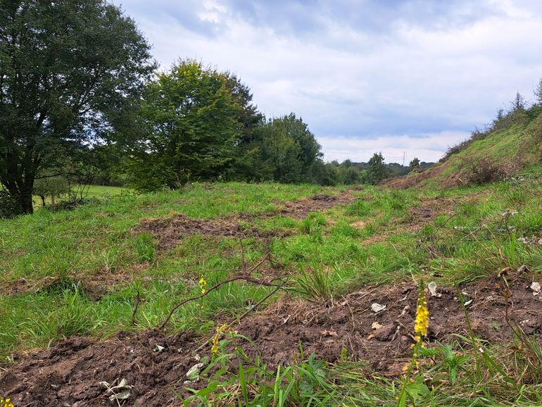 In het gebied is ook agrimonie te vinden. Deze gele kruidachtige bloem staat op de Rode Lijst als 'sterk afgenomen'