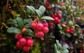 Vaccinium vitis idaea. Rode bosbes