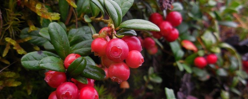 Vaccinium vitis idaea. Rode bosbes