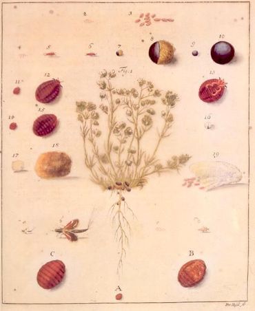 De gehele levenscyclus van de Poolse grein op overblijvende hardbloem door Johann Philip Breyn (1731) getiteld Historia naturalis Cocci Radicum Tincttorii quod Polonicum vulgo audit. Uit: The Academy of Natural Sciences Library, Philadelphia, United States, via Paul Mushak, 1988