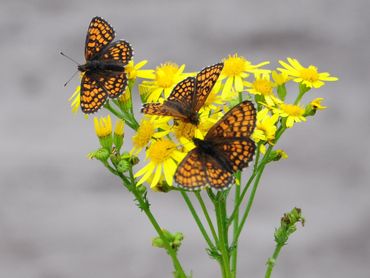 bosparelmoervlinders op de Veluwe