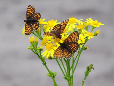 bosparelmoervlinders op de Veluwe