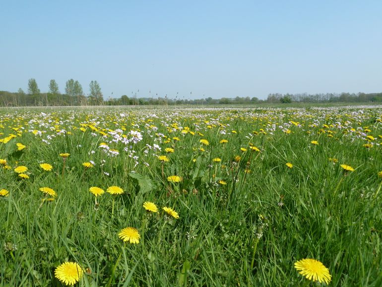 Een voorbeeld van goed ontwikkeld kruidenrijk grasland (N12.02)