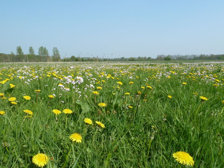 Een voorbeeld van goed ontwikkeld kruidenrijk grasland (N12.02)