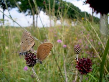 Maculinea nausithous is a threatened species in the Netherlands