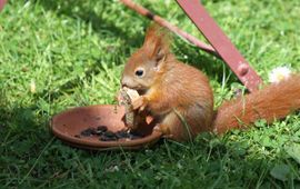 jonge oranje eekhoorn eet brood