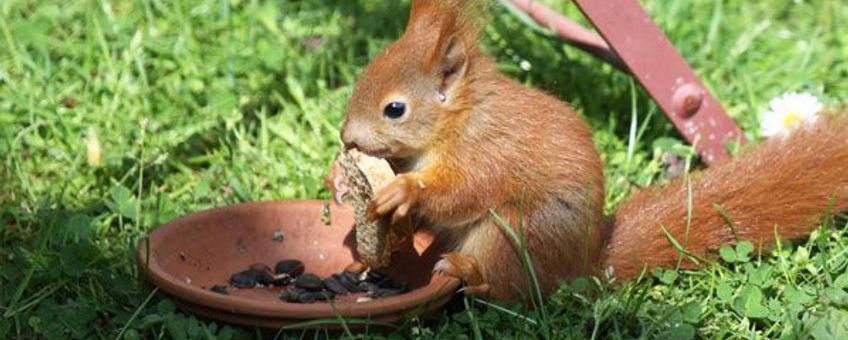 jonge oranje eekhoorn eet brood