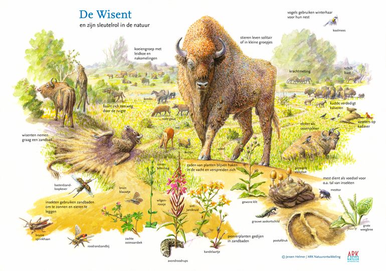 Wisenten zijn een sleutelsoort in de natuur. Op deze plaat zie je ecologische interacties van de soort met andere soorten in haar leefomgeving
