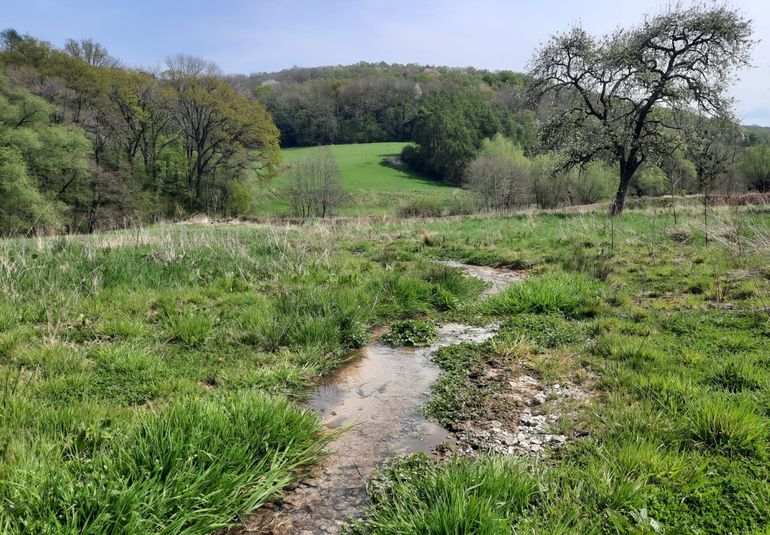 Gulpdal, Slenaken. De Hondsbohn, eerst een diep ingesneden bronbeek op de grens met Vlaanderen, is verbreed en verondiept. Water stroomt nu rustig tussen de planten naar de Gulp