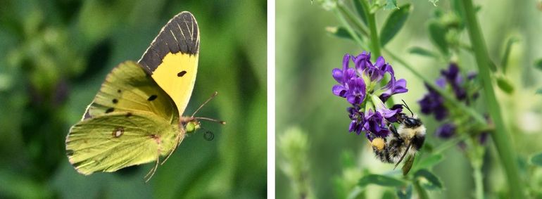 Oranje luzernevlinder en zandhommel profiteren van de klaveronderzaai