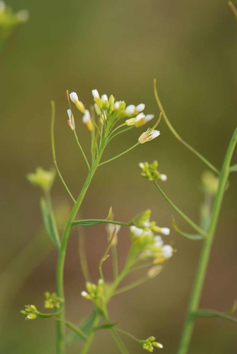 Zandraket, Arabidopsis