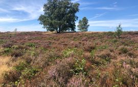 Arnold van Vliet Wolfhezer heide