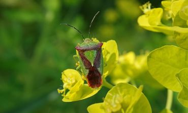 Meidoornkielwants op moeraswolfsmelk, Botanische Tuin Hortus Nijmegen