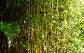 Bamboe in de Botanische Tuinen Universiteit Utrecht